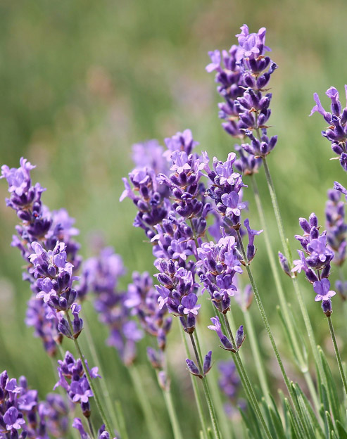 Lavandula angustifolia `Hidcote Blue`
